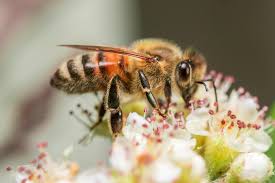 Microplastics & Honeybees